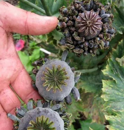 Papaver somniferum Hen and Chickens - Papoula Galinhas e Pintinhos, Beadseed poppy, Bread seed poppy - Image 8