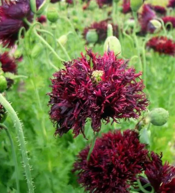 Papaver somniferum 'Laciniatum Black Swan' - Papoula Cisne Negro, Papoula de Franja Dobrada Cisne Negro, Papoula Emplumada Du