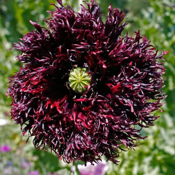 Papaver somniferum 'Laciniatum Black Swan' - Papoula Cisne Negro, Papoula de Franja Dobrada Cisne Negro, Papoula Emplumada Du - Image 5
