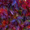 Parthenocissus quinquefolia - Trepadeira da Virginia, Hera Americana, Virginia Creeper, Videira Virgem - Image 3