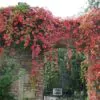 Parthenocissus quinquefolia - Trepadeira da Virginia, Hera Americana, Virginia Creeper, Videira Virgem - Image 4