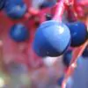 Parthenocissus quinquefolia - Trepadeira da Virginia, Hera Americana, Virginia Creeper, Videira Virgem - Image 6