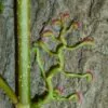 Parthenocissus quinquefolia - Trepadeira da Virginia, Hera Americana, Virginia Creeper, Videira Virgem - Image 7