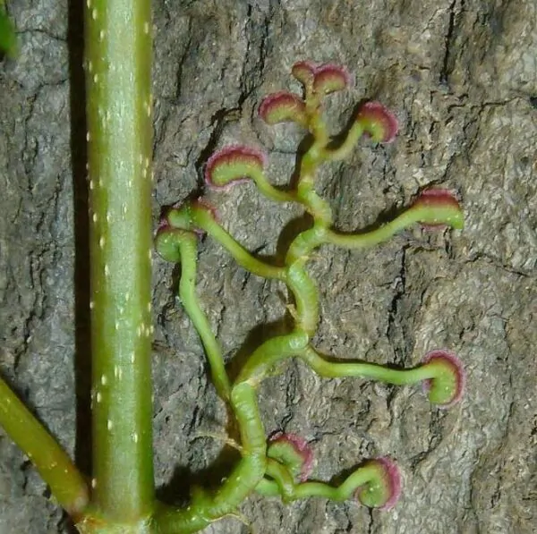 Parthenocissus quinquefolia - Trepadeira da Virginia, Hera Americana, Virginia Creeper, Videira Virgem - Image 7
