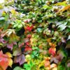 Parthenocissus quinquefolia - Trepadeira da Virginia, Hera Americana, Virginia Creeper, Videira Virgem - Image 8