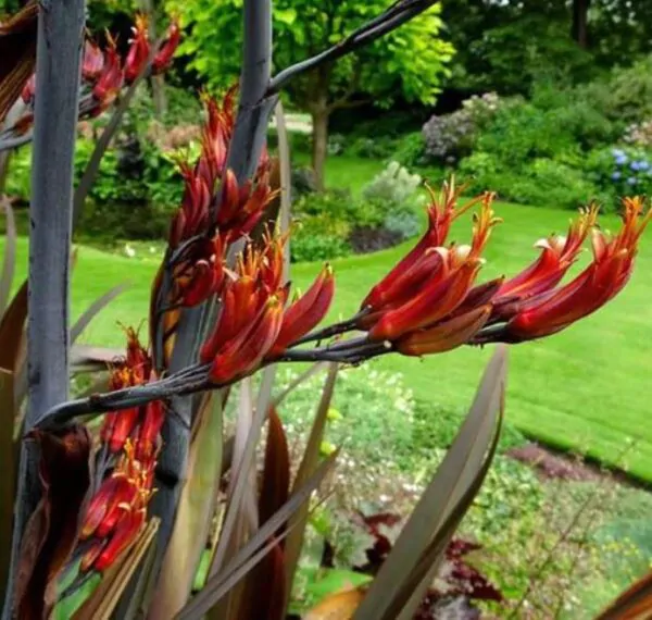Phormium tenax Purpureum - Linho roxo-avermelhado da Nova Zelândia, Fórmio roxo da Nova Zelândia