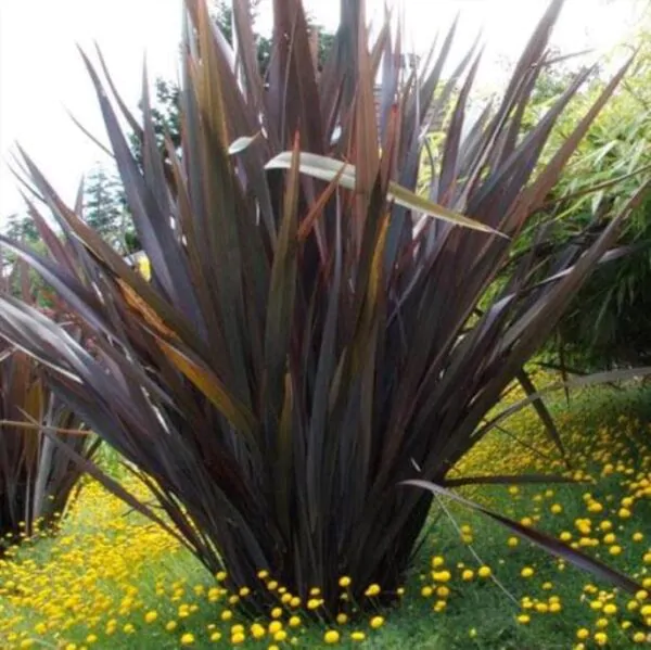 Phormium tenax Purpureum - Linho roxo-avermelhado da Nova Zelândia, Fórmio roxo da Nova Zelândia - Image 2