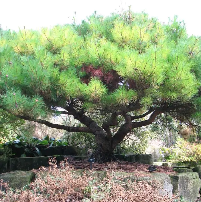 Pinus pumila - Pinheiro Anão, Pinheiro de Pedra Anão, Pinheiro Anão Japonês, Pinheiro de Pedra