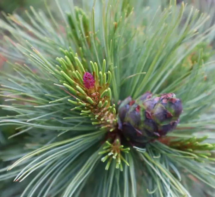 Pinus pumila - Pinheiro Anão, Pinheiro de Pedra Anão, Pinheiro Anão Japonês, Pinheiro de Pedra - Imagem 3