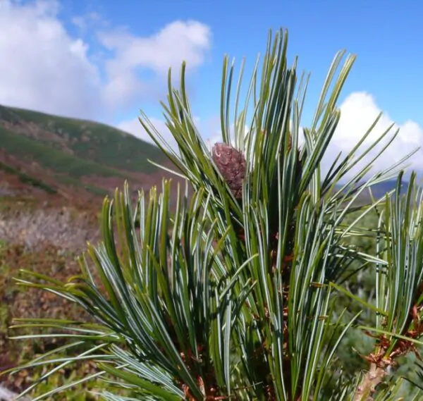Pinus pumila - Pinheiro Anão, Pinheiro de Pedra Anão, Pinheiro Anão Japonês, Pinheiro de Pedra - Imagem 5