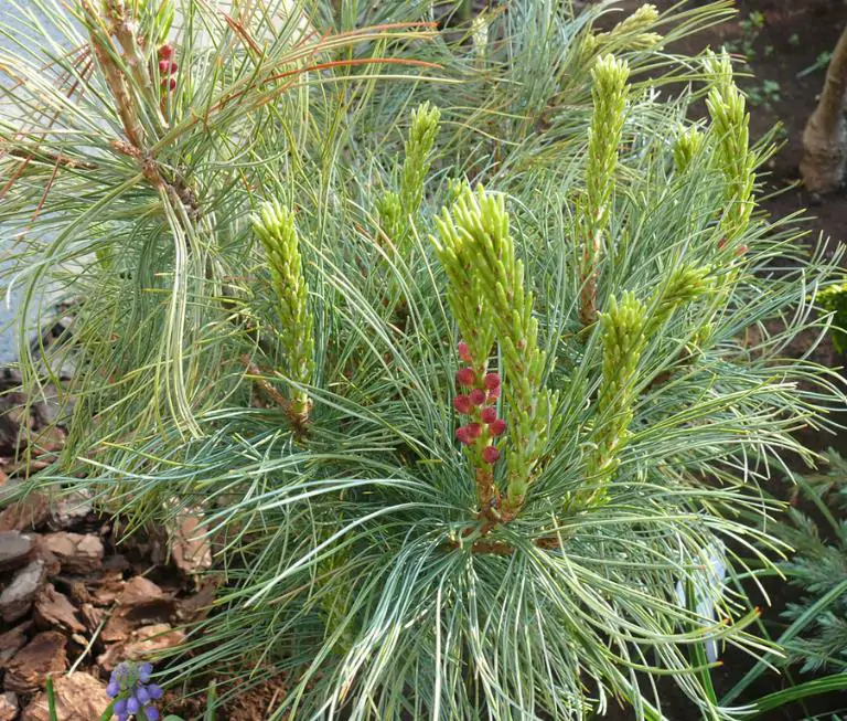 Pinus pumila - Pinheiro Anão, Pinheiro de Pedra Anão, Pinheiro Anão Japonês, Pinheiro de Pedra - Imagem 6