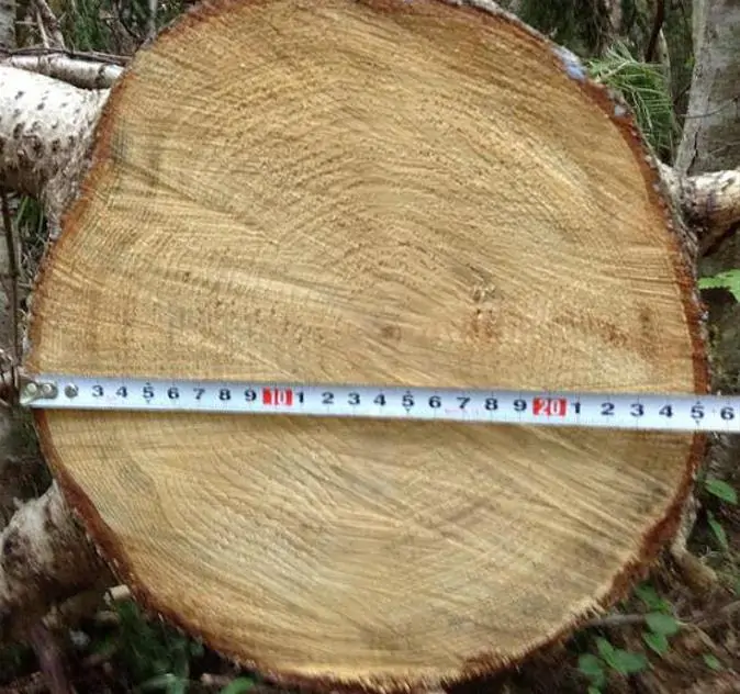 Pinus pumila - Pinheiro Anão, Pinheiro de Pedra Anão, Pinheiro Anão Japonês, Pinheiro de Pedra - Imagem 7