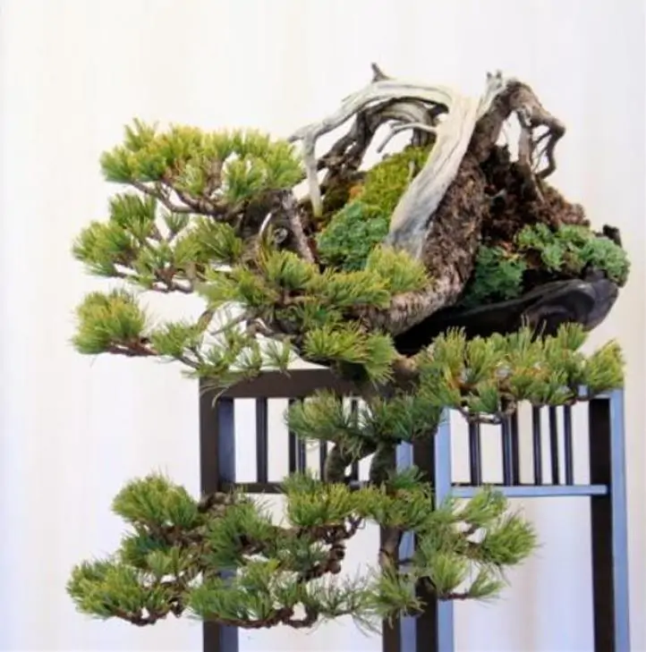 Pinus pumila - Pinheiro Anão, Pinheiro de Pedra Anão, Pinheiro Anão Japonês, Pinheiro de Pedra - Imagem 8