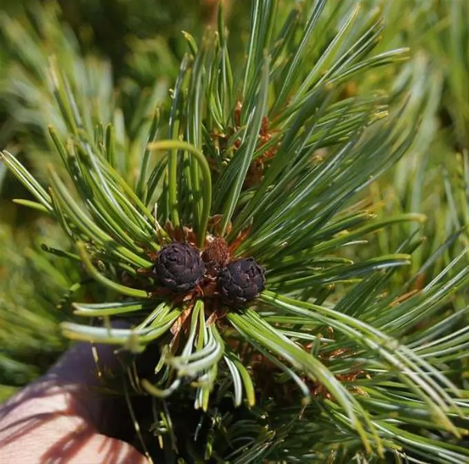 Pinus pumila - Pinheiro Anão, Pinheiro de Pedra Anão, Pinheiro Anão Japonês, Pinheiro de Pedra - Imagem 9