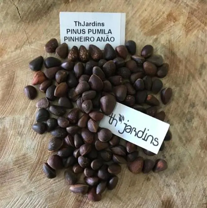 Pinus pumila - Pinheiro Anão, Pinheiro de Pedra Anão, Pinheiro Anão Japonês, Pinheiro de Pedra - Imagem 10