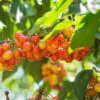 Prunus avium 'Bing' + Prunus avium 'Rainier' - Cereja Doce, Cereja de Natal - Image 4