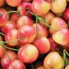 Prunus avium 'Bing' + Prunus avium 'Rainier' - Cereja Doce, Cereja de Natal - Image 5