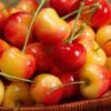 Prunus avium 'Bing' + Prunus avium 'Rainier' - Cereja Doce, Cereja de Natal - Image 6