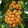 Prunus avium 'Bing' + Prunus avium 'Rainier' - Cereja Doce, Cereja de Natal - Image 7