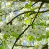 Prunus avium 'Bing' + Prunus avium 'Rainier' - Cereja Doce, Cereja de Natal - Image 8