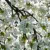 Prunus avium 'Bing' + Prunus avium 'Rainier' - Cereja Doce, Cereja de Natal - Image 9