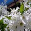 Prunus domestica 'Golden Honey' - Ameixeira, Ameixa Mel Dourado - Image 2