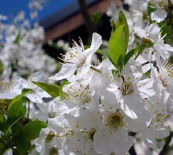Prunus domestica 'Golden Honey' - Ameixeira, Ameixa Mel Dourado - Image 2