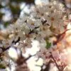 Prunus domestica 'Golden Honey' - Ameixeira, Ameixa Mel Dourado - Image 3