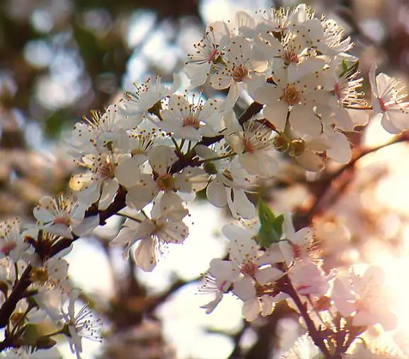Prunus domestica 'Golden Honey' - Ameixeira, Ameixa Mel Dourado - Image 3