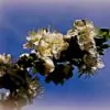 Prunus domestica 'Golden Honey' - Ameixeira, Ameixa Mel Dourado - Image 4