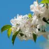 Prunus domestica 'Golden Honey' - Ameixeira, Ameixa Mel Dourado - Image 5