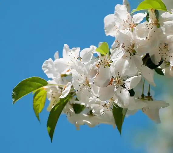 Prunus domestica 'Golden Honey' - Ameixeira, Ameixa Mel Dourado - Image 5