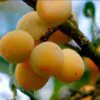 Prunus domestica 'Golden Honey' - Ameixeira, Ameixa Mel Dourado - Image 6