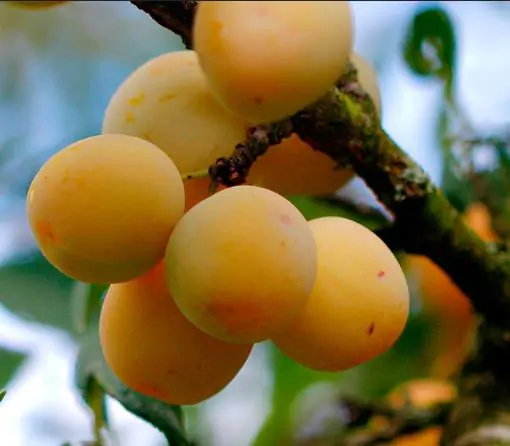 Prunus domestica 'Golden Honey' - Ameixeira, Ameixa Mel Dourado - Image 6