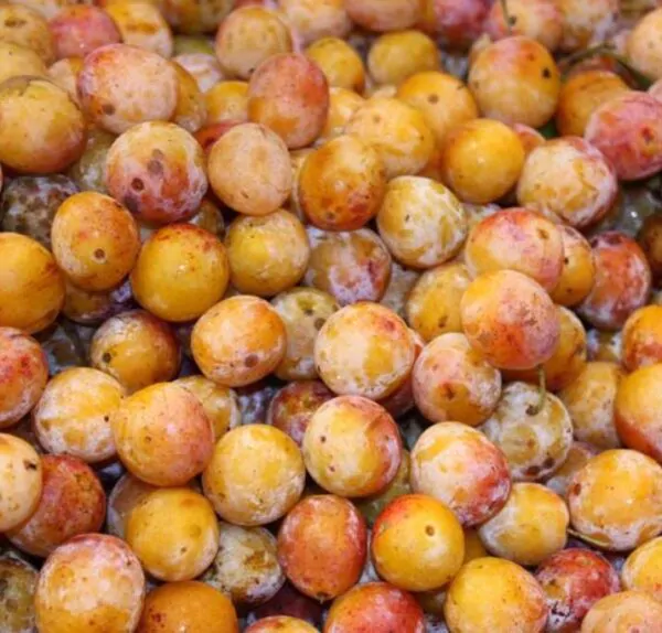 Prunus domestica Subsp. syriaca 'Nancy Red Speckled' - Ameixeira Mel de Lorraine, Ameixa Mirabelle, Mirabelle Plum, Mirabelle De Lorrai - Imagem 5