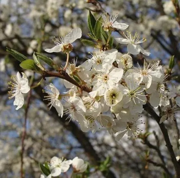 Prunus domestica Subsp. syriaca 'Nancy Red Speckled' - Ameixeira Mel de Lorraine, Ameixa Mirabelle, Mirabelle Plum, Mirabelle De Lorrai - Imagem 8