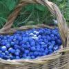 Prunus Spinosa - Abrunheiro, blackthorn, Wilplum, cereja selvagem - Image 2