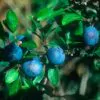 Prunus Spinosa - Abrunheiro, blackthorn, Wilplum, cereja selvagem - Image 3