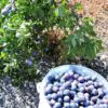Prunus Spinosa - Abrunheiro, blackthorn, Wilplum, cereja selvagem - Image 6
