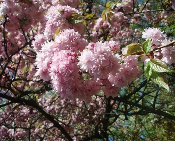 Prunus triloba - Cerejeira Floração de Amêndoa, Cereja Flor Dobrada de Amêndoa - Imagem 5