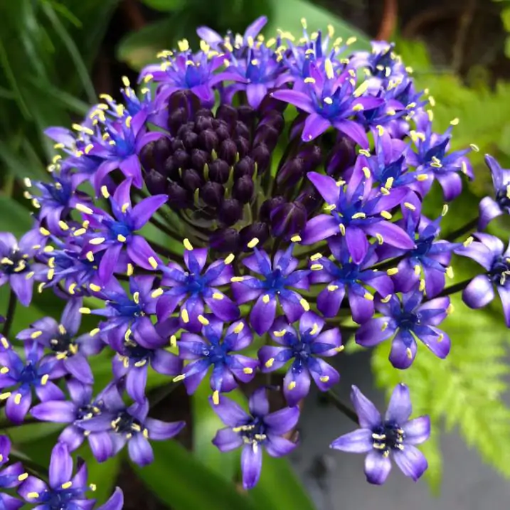 Scilla peruviana - Lirio do Caribe, Estrela do Peru, Lírio Cubano, Jacinto de Portugal - Imagem 2