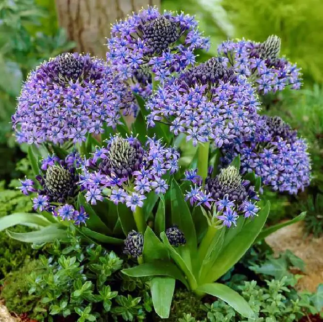 Scilla peruviana - Lirio do Caribe, Estrela do Peru, Lírio Cubano, Jacinto de Portugal - Imagem 3
