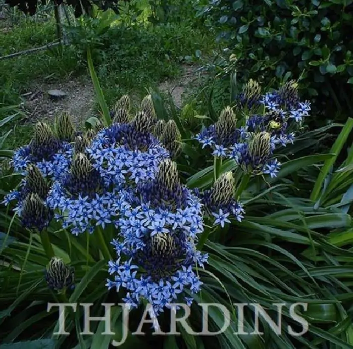 Scilla peruviana - Lirio do Caribe, Estrela do Peru, Lírio Cubano, Jacinto de Portugal - Imagem 4