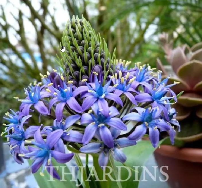 Scilla peruviana - Lirio do Caribe, Estrela do Peru, Lírio Cubano, Jacinto de Portugal - Imagem 5