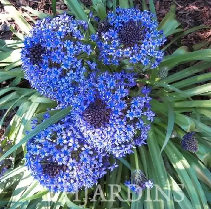 Scilla peruviana - Lirio do Caribe, Estrela do Peru, Lírio Cubano, Jacinto de Portugal - Imagem 6