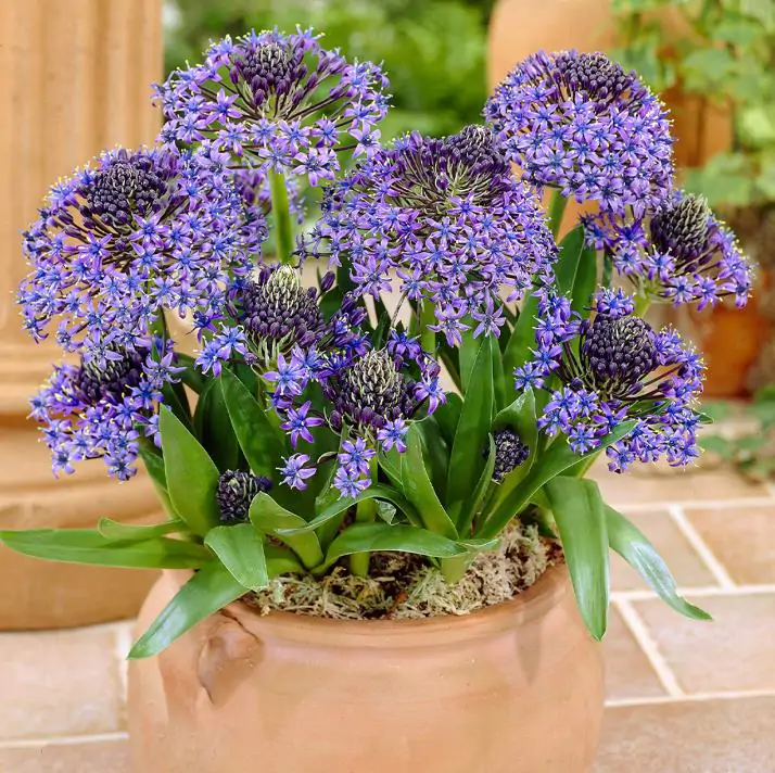 Scilla peruviana - Lirio do Caribe, Estrela do Peru, Lírio Cubano, Jacinto de Portugal - Imagem 7