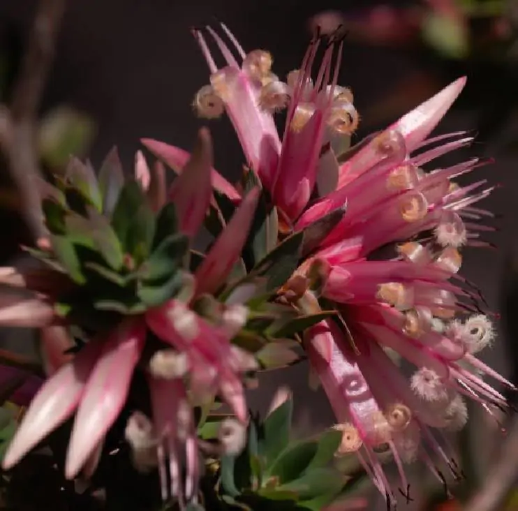 Styphelia triflora - Rosa Cinco Cantos, Five Corners Rose - Imagem 5
