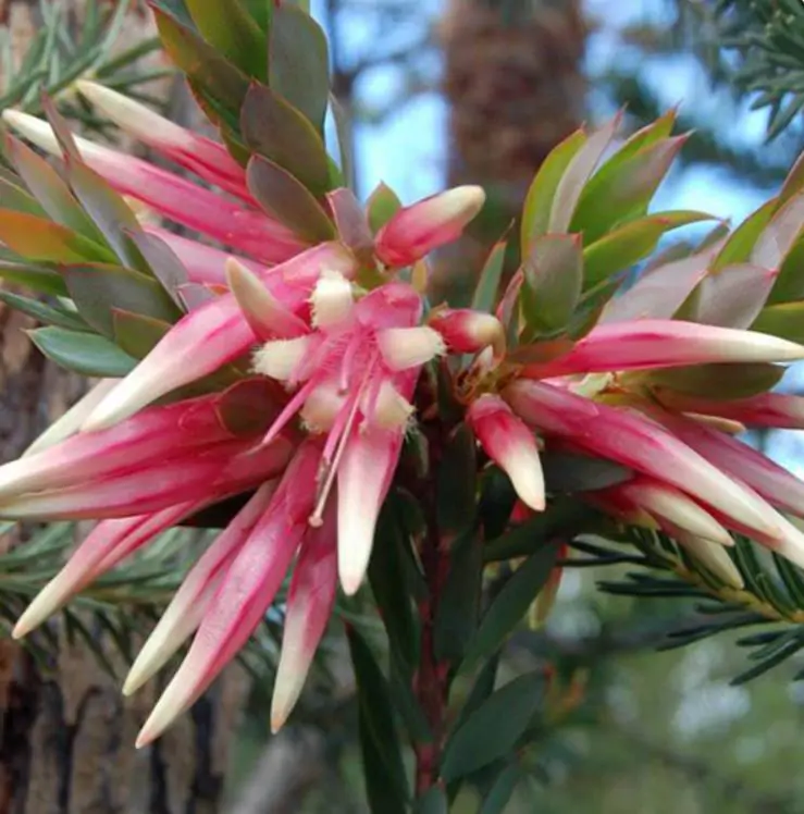 Styphelia triflora - Rosa Cinco Cantos, Five Corners Rose - Imagem 6