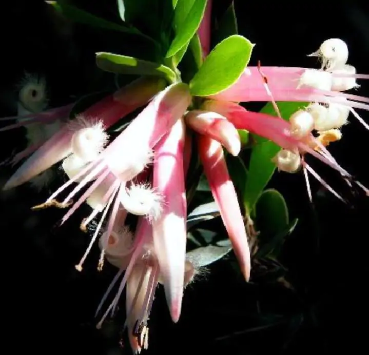 Styphelia triflora - Rosa Cinco Cantos, Five Corners Rose - Imagem 7