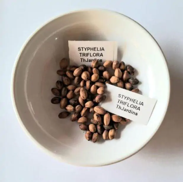 Styphelia triflora - Rosa Cinco Cantos, Five Corners Rose - Imagem 8